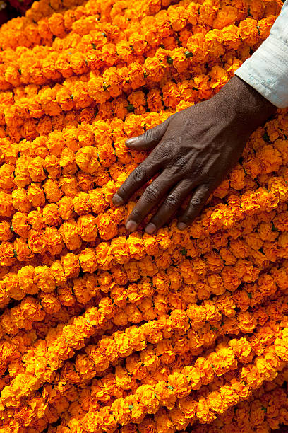 Hand on marigolds "Marigolds for sale at flower market below Howrah Bridge, Kolkata, West Bengal, India," flower market stock pictures, royalty-free photos & images