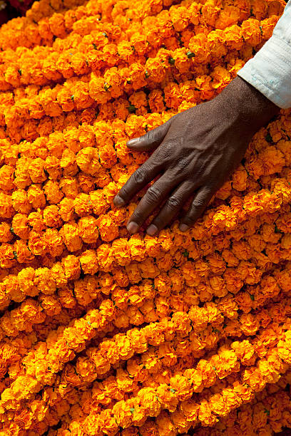 ręka na marigolds - flower market zdjęcia i obrazy z banku zdjęć