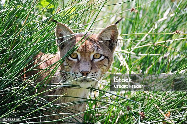 Eurasian Lynx Stock Photo - Download Image Now - Lynx, Bobcat, Animal Head