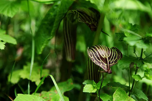 Photo of Arisaema Triphyllum, Jack-in-the-Pulpit or Bog onion