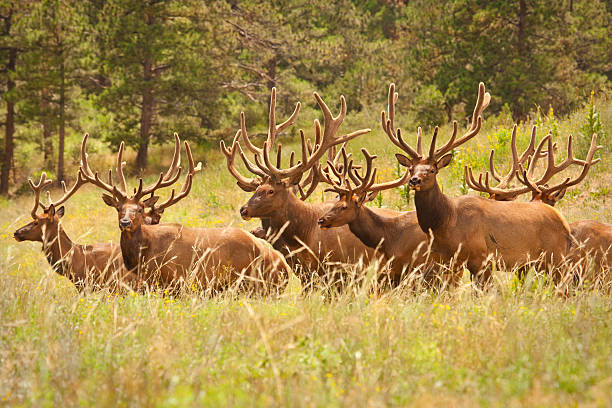 istock Rocky Mountain Bull Elk Herd 182867139