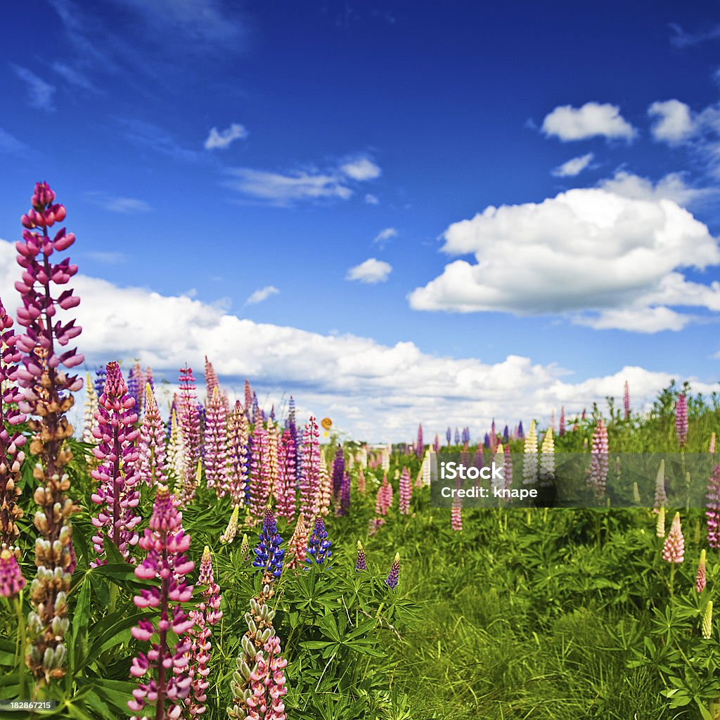 Lupins e Bella sky - Foto stock royalty-free di Ambientazione esterna