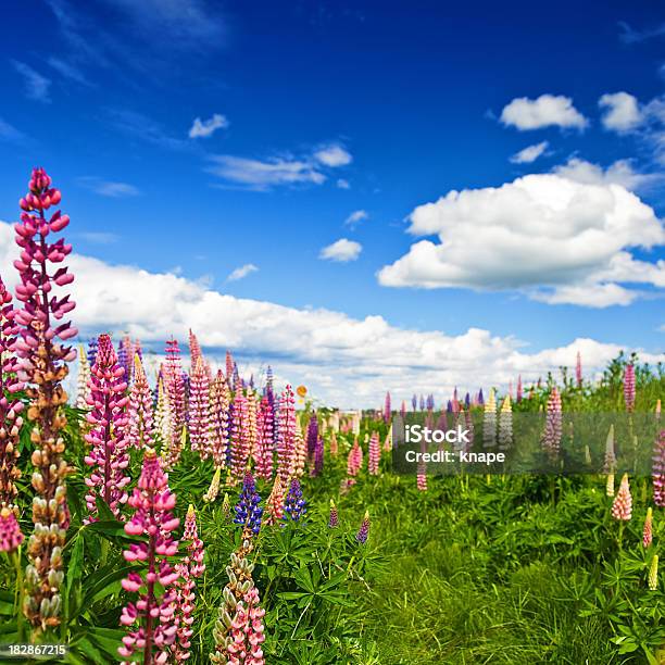 Lupins E Bella Sky - Fotografie stock e altre immagini di Ambientazione esterna - Ambientazione esterna, Bellezza naturale, Blu