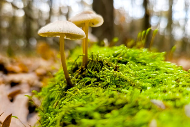 istock Common bonnet mushroom in the forest ground in November 1828675727