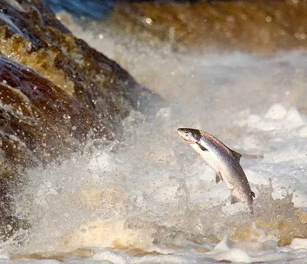 A hen Salmon leaping rapids