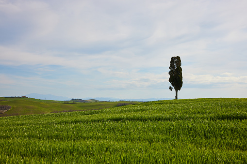 A lonely cypress tree on an agricultural field in Tuscany near Siena
