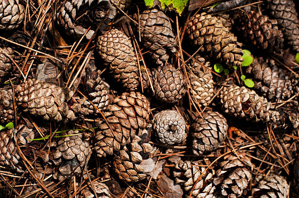 pine cones background stock photo