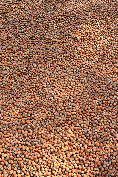 Hazelnuts