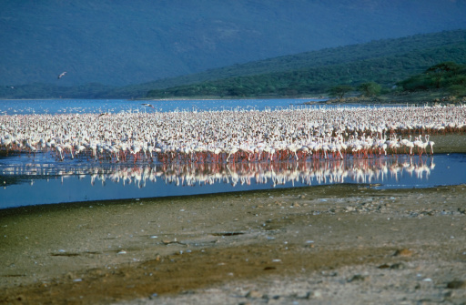Lesser flamingoes (Phoenicopterus minor). This is a film scan. The photograph was taken on Lake Bogoria (formerly Lake Hannington) in Kenya , East Africa. Africa's Great Rift Valley, part of which lies within Kenya, attracts millions of flamingoes to its soda lakes. Lesser flamingoes are particularly numerous here, on Lake Bogoria, where several thousand can be seen feeding. There are probably around two million lesser flamingoes. they feed mostly on (Spirulina), an alga which grows only in alkaline lakes. Although blue-green in colour, the algae contain pigments that give the birds their pink colour.