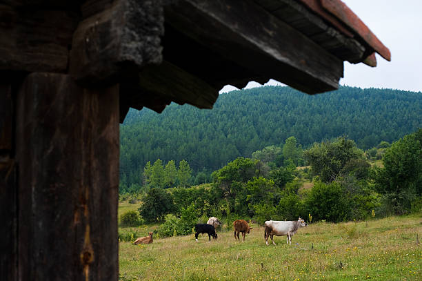 pastoral view stock photo