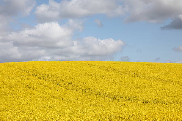 istock Oil seed rape yellow field in the spring 182867919