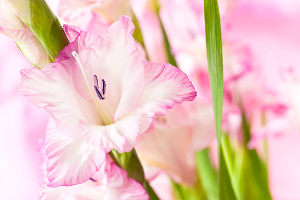 Pink Gladiolus stock photo