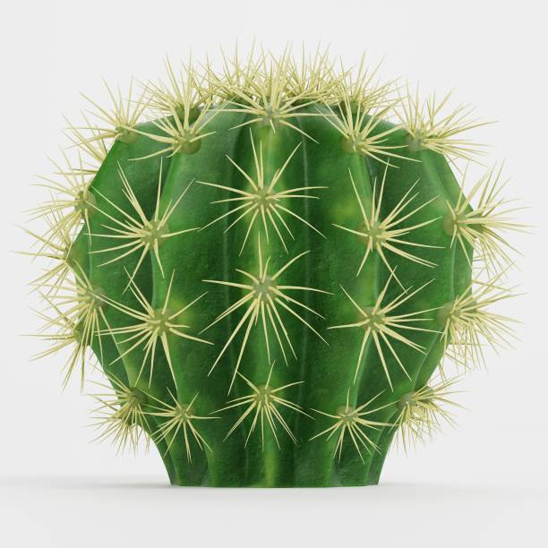 istock Realistic 3D Render of Golden Barrel Cactus 1828682696