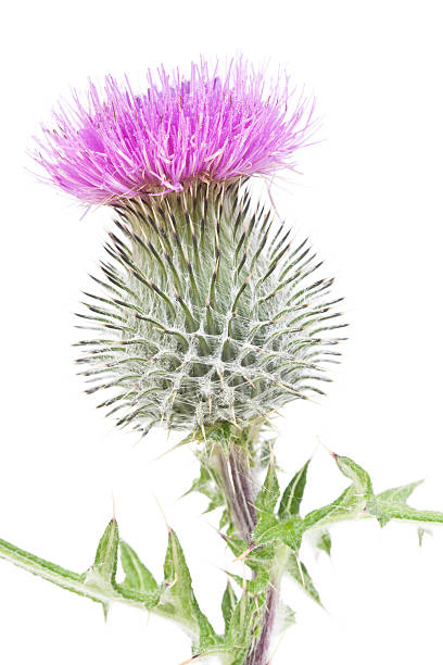 istock Scotch thistle flowerhead isolated on white 182868302