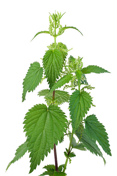 Stinging Nettle Stinging Nettle (Urtica dioica) inflorescence photos stock pictures, royalty-free photos & images
