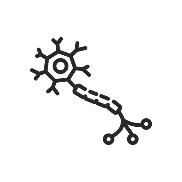 Neuron Structure Icon. Thin Linear Illustration for Neurological Science and Nervous System Education. Isolated Outline Vector Sign. Neuron Structure Icon. Thin Linear Illustration for Neurological Science and Nervous System Education. Isolated Outline Vector Sign. neural axon stock illustrations