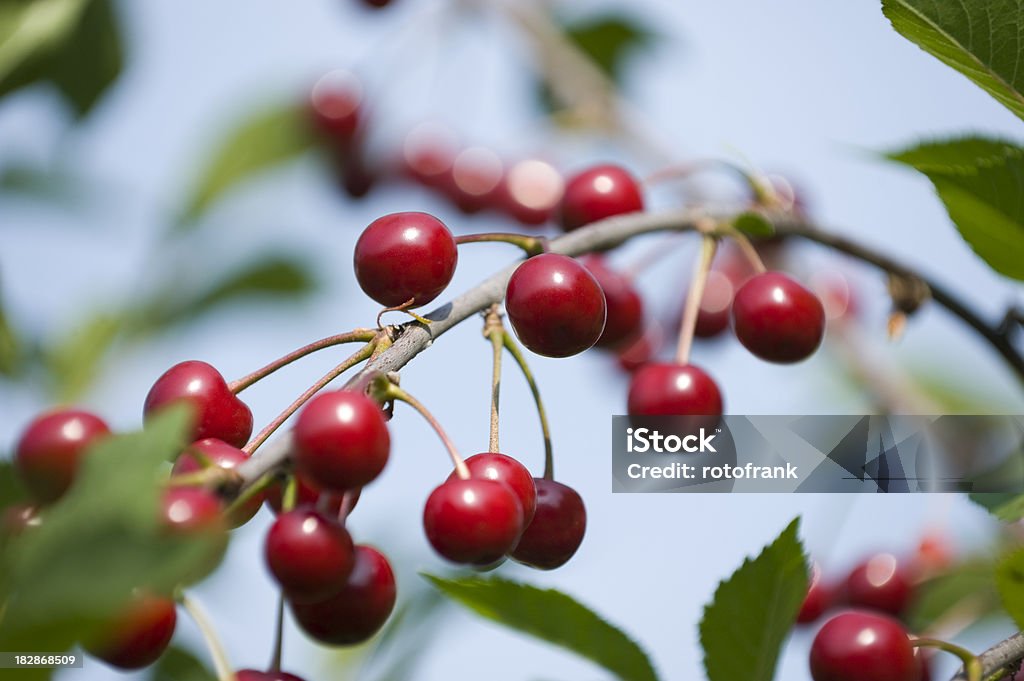 枝のサワーチェリー Prunus cerasus - みずみずしいのロイヤリティフリーストックフォト