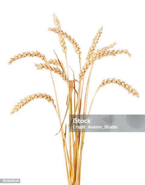 Foto de Trigo De Ouro e mais fotos de stock de Figura para recortar - Figura para recortar, Trigo, Agricultura