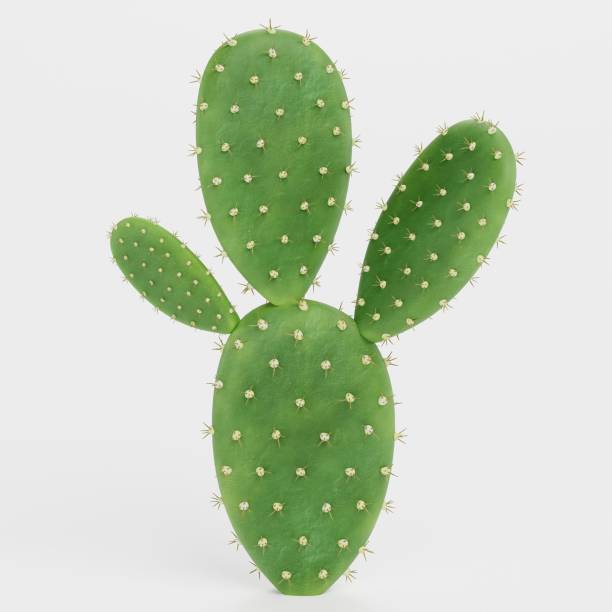 istock Realistic 3D Render of Opuntia Cactus 1828685995