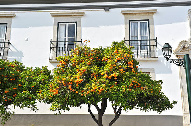 Orange trees in old town of Faro,Algarve,Portugal Orange trees growing in the old town of Faro,Algarve,Portugal. faro district portugal photos stock pictures, royalty-free photos & images