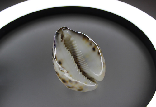 Inner Part Of Cowrie Shell Illuminated From Below