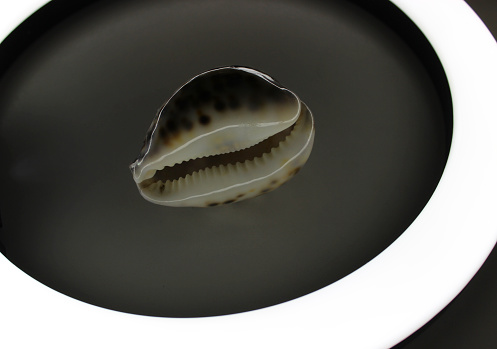 Stock Photo Of Spotted Ocean Shell Inside Round Lamp