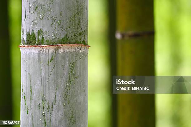 Bosque De Bambú Foto de stock y más banco de imágenes de Aire libre - Aire libre, Alto - Descripción física, Asia