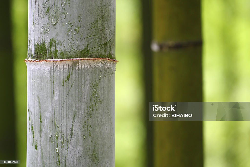 Floresta de Bambu - Royalty-free Alto - Descrição Física Foto de stock