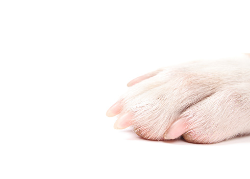 Close up of white puppy dog front leg with pink claws. Medium sized mixed breed dog. Concept for dog foot and nail health. White background.