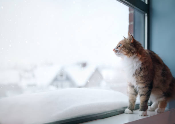 istock Indoor cat looking at snow falling while sitting on window sill. 1828690856