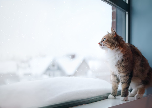 Cute long hair female kitty watching snowflakes falling in front of a defocused residential neighborhood. Selective focus.