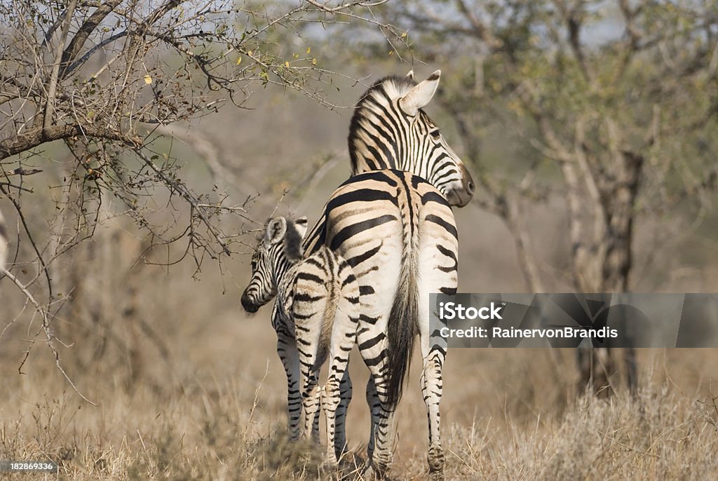 mother zebra with baby mother zebra with baby showing backsides in kruger national park south africa Africa Stock Photo