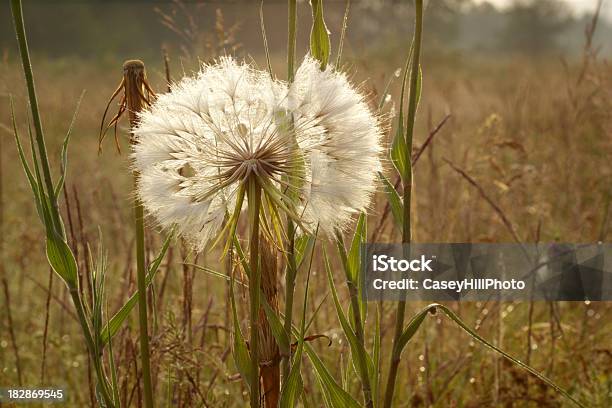 Blowball Seed Head Stock Photo - Download Image Now - Ragweed, Pollen, Agricultural Field
