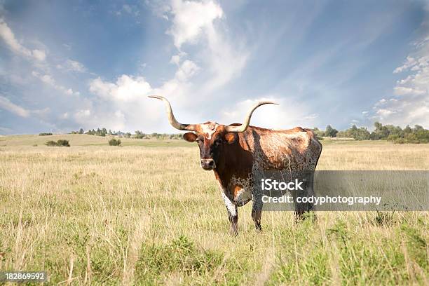 Photo libre de droit de Texas Longhorn Dans Le Champ banque d'images et plus d'images libres de droit de Vache du Texas - Vache du Texas, Texas, Ranch