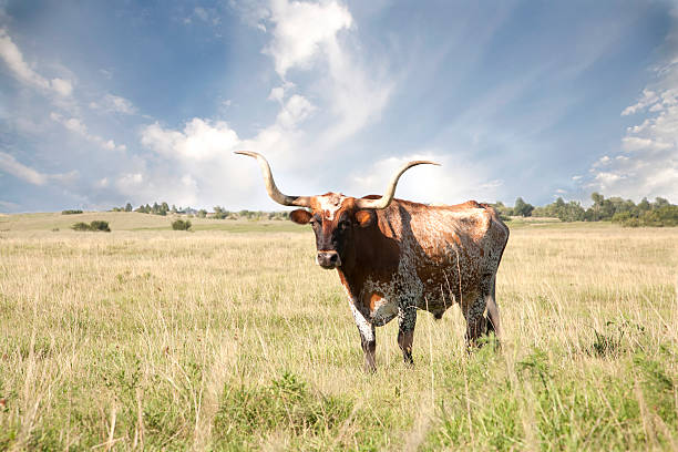 テキサスのロングホーンフィールド - texas longhorn cattle ストックフォトと画像