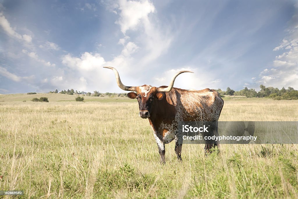 Texas Longhorn w polu - Zbiór zdjęć royalty-free (Bydło rasy Texas Longhorn)