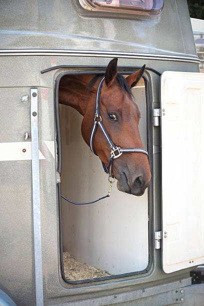 istock Horse waiting in a horsebox 182869606