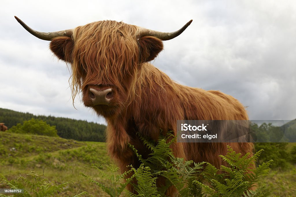 Mucca delle Highland in stormy Highlands scozzesi - Foto stock royalty-free di Bovino domestico