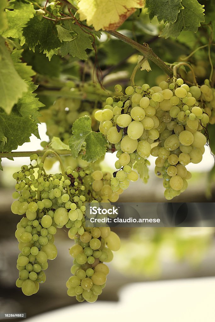Uva divisione. Immagine a colori - Foto stock royalty-free di Azienda vinicola