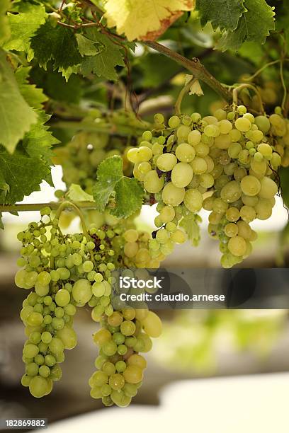 Uva Divisione Immagine A Colori - Fotografie stock e altre immagini di Azienda vinicola - Azienda vinicola, Azienda vinicola, Colore verde