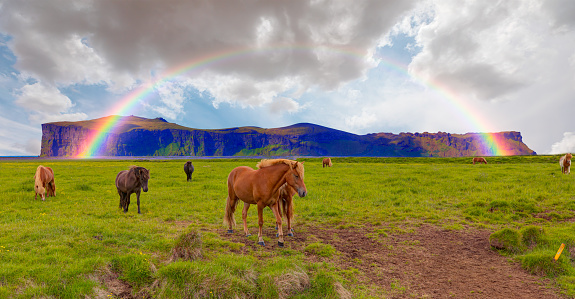 The Icelandic red horse is a breed of horse developed with rainbow - Iceland blooming Icelandic purple lupin flower field,  Cornered (angular) mountains formations in the background - Iceland