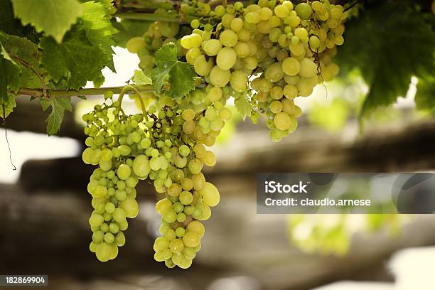 Uva Divisione Immagine A Colori - Fotografie stock e altre immagini di Azienda vinicola - Azienda vinicola, Azienda vinicola, Colore verde