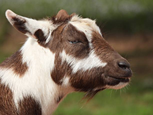 istock Goat (Capra hircus) - brown and white - headshot 1828699374