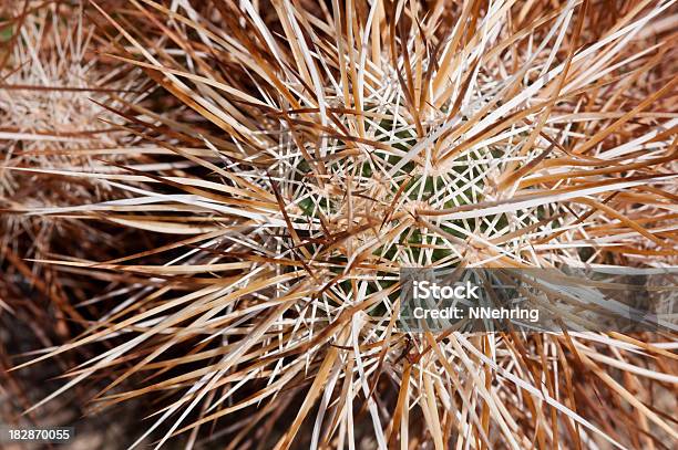 Hedgehog Cactus Echinocereus Engelmanii Stock Photo - Download Image Now - Joshua Tree National Park, Arid Climate, Brown