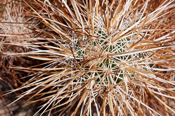 ёж кактус echinocereus engelmanii - cactus hedgehog cactus close up macro стоковые фото и изображения