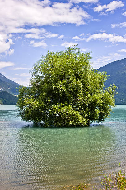 istock Green Tree on Clean Water, Dolomites in Summer 182870071