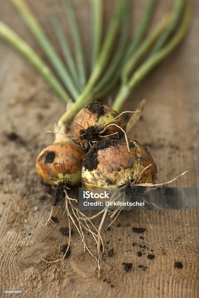 Cebollas frescos con raíces. - Foto de stock de Alimento libre de derechos