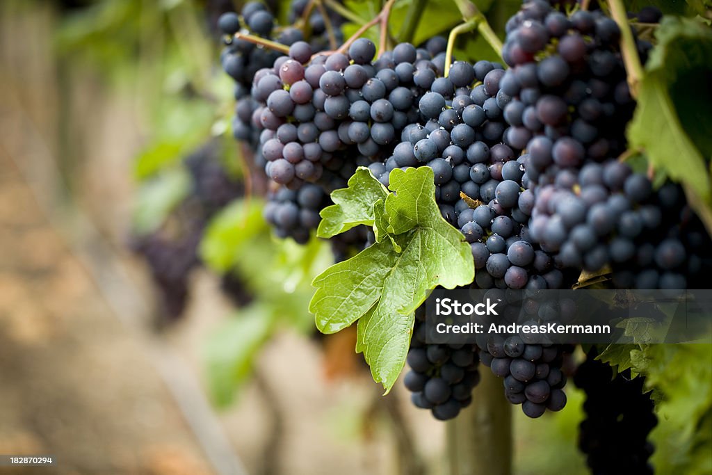 Rojo vine - Foto de stock de Agricultura libre de derechos