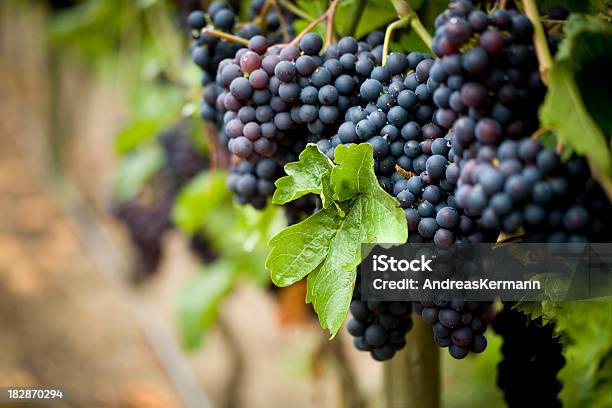 Rojo Vine Foto de stock y más banco de imágenes de Agricultura - Agricultura, Aire libre, Color - Tipo de imagen