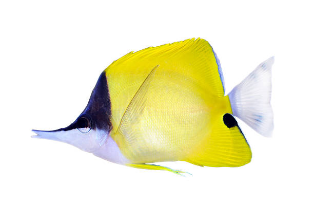 노란색 longnose 나비고기 - tropical fish saltwater fish butterflyfish fish 뉴스 사진 이미지